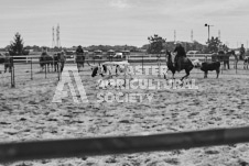 Pete's Photography photographs of the 2024 Ancaster Fairgrounds cattle sorting and six horse hitch demonstration in wide angle format.