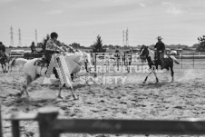 Pete's Photography photographs of the 2024 Ancaster Fairgrounds cattle sorting and six horse hitch demonstration in wide angle format.