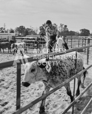 Pete's Photography photographs of the 2024 Ancaster Fairgrounds cattle sorting and six horse hitch demonstration in wide angle format.