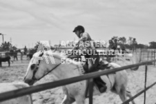 Pete's Photography photographs of the 2024 Ancaster Fairgrounds cattle sorting and six horse hitch demonstration in wide angle format.