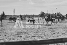 Pete's Photography photographs of the 2024 Ancaster Fairgrounds cattle sorting and six horse hitch demonstration in wide angle format.