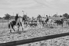 Pete's Photography photographs of the 2024 Ancaster Fairgrounds cattle sorting and six horse hitch demonstration in wide angle format.