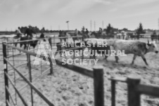 Pete's Photography photographs of the 2024 Ancaster Fairgrounds cattle sorting and six horse hitch demonstration in wide angle format.