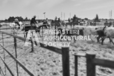 Pete's Photography photographs of the 2024 Ancaster Fairgrounds cattle sorting and six horse hitch demonstration in wide angle format.