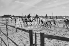 Pete's Photography photographs of the 2024 Ancaster Fairgrounds cattle sorting and six horse hitch demonstration in wide angle format.