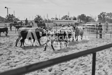 Pete's Photography photographs of the 2024 Ancaster Fairgrounds cattle sorting and six horse hitch demonstration in wide angle format.