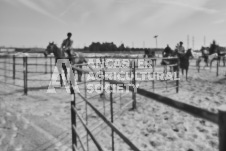 Pete's Photography photographs of the 2024 Ancaster Fairgrounds cattle sorting and six horse hitch demonstration in wide angle format.