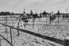 Pete's Photography photographs of the 2024 Ancaster Fairgrounds cattle sorting and six horse hitch demonstration in wide angle format.