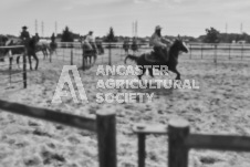 Pete's Photography photographs of the 2024 Ancaster Fairgrounds cattle sorting and six horse hitch demonstration in wide angle format.