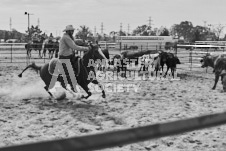 Pete's Photography photographs of the 2024 Ancaster Fairgrounds cattle sorting and six horse hitch demonstration in wide angle format.