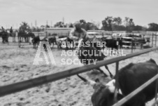 Pete's Photography photographs of the 2024 Ancaster Fairgrounds cattle sorting and six horse hitch demonstration in wide angle format.