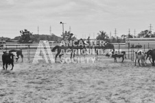 Pete's Photography photographs of the 2024 Ancaster Fairgrounds cattle sorting and six horse hitch demonstration in wide angle format.