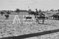 Pete's Photography photographs of the 2024 Ancaster Fairgrounds cattle sorting and six horse hitch demonstration in wide angle format.