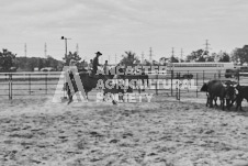 Pete's Photography photographs of the 2024 Ancaster Fairgrounds cattle sorting and six horse hitch demonstration in wide angle format.