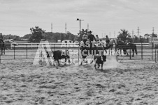 Pete's Photography photographs of the 2024 Ancaster Fairgrounds cattle sorting and six horse hitch demonstration in wide angle format.