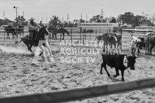 Pete's Photography photographs of the 2024 Ancaster Fairgrounds cattle sorting and six horse hitch demonstration in wide angle format.