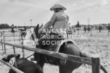 Pete's Photography photographs of the 2024 Ancaster Fairgrounds cattle sorting and six horse hitch demonstration in wide angle format.