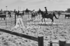 Pete's Photography photographs of the 2024 Ancaster Fairgrounds cattle sorting and six horse hitch demonstration in wide angle format.