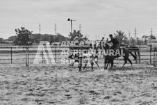 Pete's Photography photographs of the 2024 Ancaster Fairgrounds cattle sorting and six horse hitch demonstration in wide angle format.