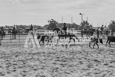 Pete's Photography photographs of the 2024 Ancaster Fairgrounds cattle sorting and six horse hitch demonstration in wide angle format.