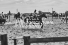 Pete's Photography photographs of the 2024 Ancaster Fairgrounds cattle sorting and six horse hitch demonstration in wide angle format.