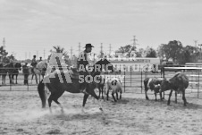 Pete's Photography photographs of the 2024 Ancaster Fairgrounds cattle sorting and six horse hitch demonstration in wide angle format.