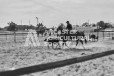 Pete's Photography photographs of the 2024 Ancaster Fairgrounds cattle sorting and six horse hitch demonstration in wide angle format.