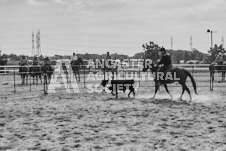 Pete's Photography photographs of the 2024 Ancaster Fairgrounds cattle sorting and six horse hitch demonstration in wide angle format.