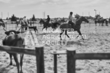 Pete's Photography photographs of the 2024 Ancaster Fairgrounds cattle sorting and six horse hitch demonstration in wide angle format.