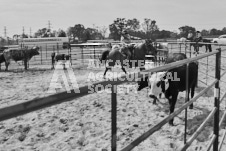 Pete's Photography photographs of the 2024 Ancaster Fairgrounds cattle sorting and six horse hitch demonstration in wide angle format.