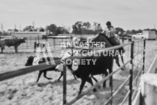 Pete's Photography photographs of the 2024 Ancaster Fairgrounds cattle sorting and six horse hitch demonstration in wide angle format.