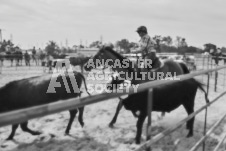 Pete's Photography photographs of the 2024 Ancaster Fairgrounds cattle sorting and six horse hitch demonstration in wide angle format.