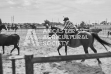 Pete's Photography photographs of the 2024 Ancaster Fairgrounds cattle sorting and six horse hitch demonstration in wide angle format.