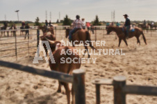 Pete's Photography photographs of the 2024 Ancaster Fairgrounds cattle sorting and six horse hitch demonstration in wide angle format.