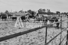 Pete's Photography photographs of the 2024 Ancaster Fairgrounds cattle sorting and six horse hitch demonstration in wide angle format.