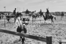 Pete's Photography photographs of the 2024 Ancaster Fairgrounds cattle sorting and six horse hitch demonstration in wide angle format.