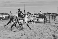 Pete's Photography photographs of the 2024 Ancaster Fairgrounds cattle sorting and six horse hitch demonstration in wide angle format.