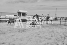 Pete's Photography photographs of the 2024 Ancaster Fairgrounds cattle sorting and six horse hitch demonstration in wide angle format.