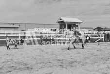 Pete's Photography photographs of the 2024 Ancaster Fairgrounds cattle sorting and six horse hitch demonstration in wide angle format.