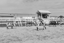 Pete's Photography photographs of the 2024 Ancaster Fairgrounds cattle sorting and six horse hitch demonstration in wide angle format.