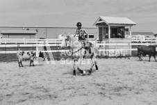 Pete's Photography photographs of the 2024 Ancaster Fairgrounds cattle sorting and six horse hitch demonstration in wide angle format.