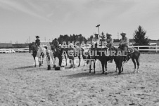 Pete's Photography photographs of the 2024 Ancaster Fairgrounds cattle sorting and six horse hitch demonstration in wide angle format.