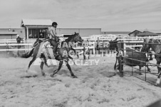 Pete's Photography photographs of the 2024 Ancaster Fairgrounds cattle sorting and six horse hitch demonstration in wide angle format.