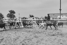 Pete's Photography photographs of the 2024 Ancaster Fairgrounds cattle sorting and six horse hitch demonstration in wide angle format.