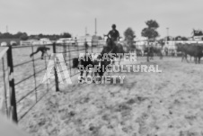 Pete's Photography photographs of the 2024 Ancaster Fairgrounds cattle sorting and six horse hitch demonstration in wide angle format.