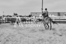 Pete's Photography photographs of the 2024 Ancaster Fairgrounds cattle sorting and six horse hitch demonstration in wide angle format.