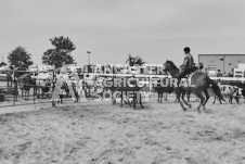 Pete's Photography photographs of the 2024 Ancaster Fairgrounds cattle sorting and six horse hitch demonstration in wide angle format.