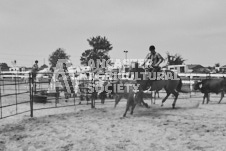 Pete's Photography photographs of the 2024 Ancaster Fairgrounds cattle sorting and six horse hitch demonstration in wide angle format.