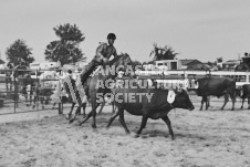 Pete's Photography photographs of the 2024 Ancaster Fairgrounds cattle sorting and six horse hitch demonstration in wide angle format.