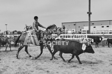 Pete's Photography photographs of the 2024 Ancaster Fairgrounds cattle sorting and six horse hitch demonstration in wide angle format.